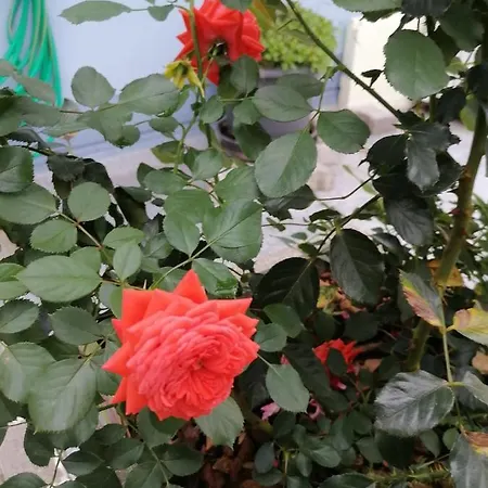 Desire אכסניה *