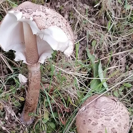 Desire אכסניה *