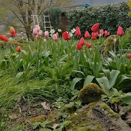 Desire * היידלברג