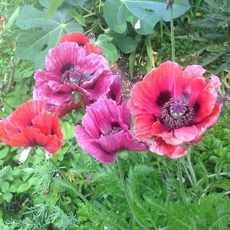 Desire אכסניה היידלברג