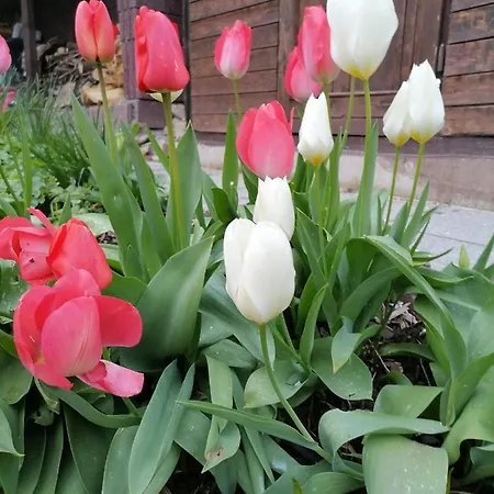 אכסניה Desire היידלברג