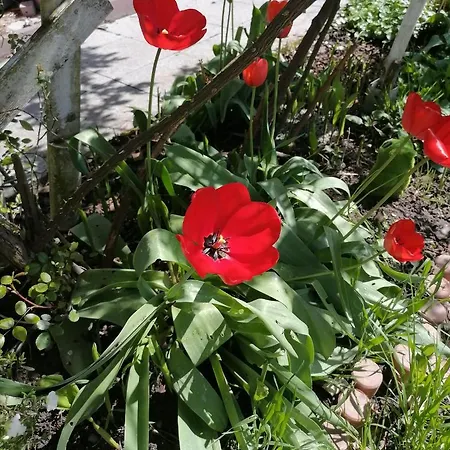 Desire אכסניה *