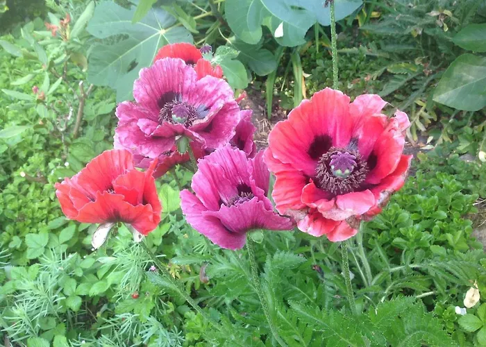 Desire Lodge Heidelberg