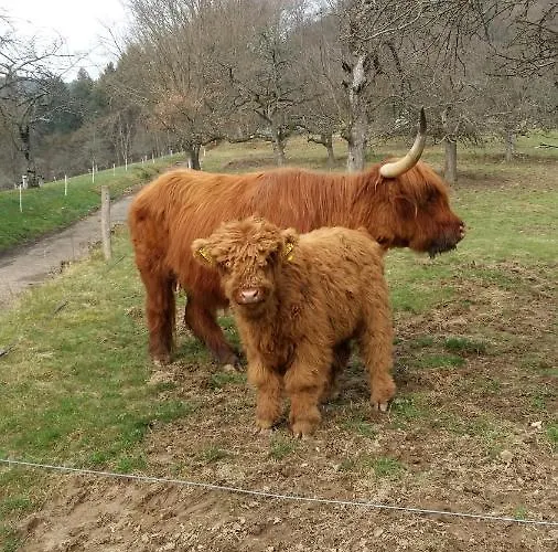 Деревянный коттедж Desire