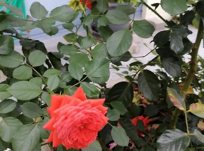 Desire Деревянный коттедж *