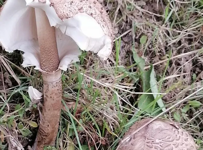 Desire Деревянный коттедж *