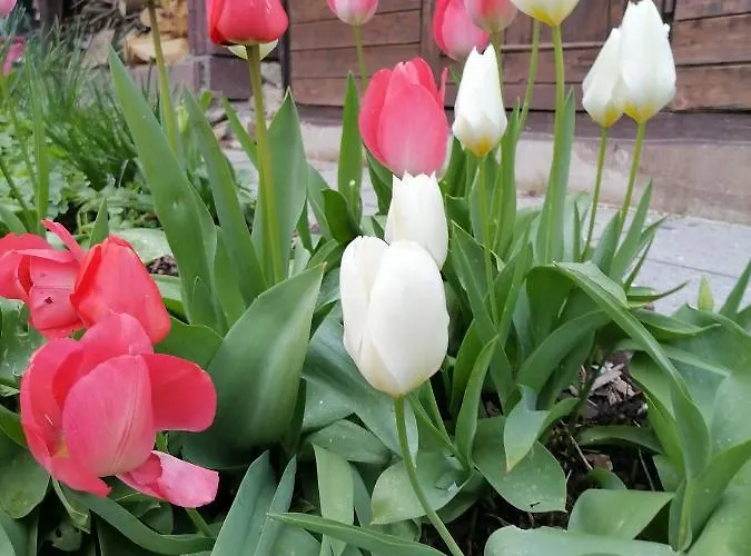 Деревянный коттедж Desire Хайдельберг