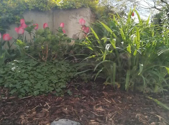 Desire Хайдельберг